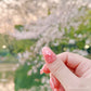 Blooming Cherry Blossom
